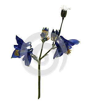 Pressed and dried flowers of Aquilegia