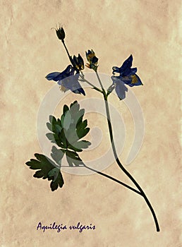 Pressed and dried flowers of Aquilegia