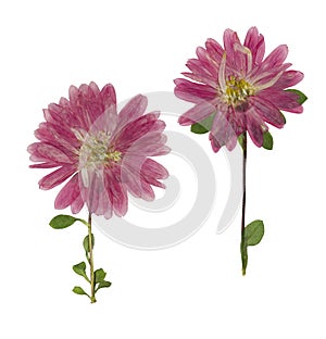 Pressed and dried flowers aster Michaelmas daisy, isolated