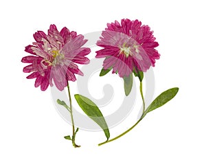 Pressed and dried flowers aster Michaelmas daisy, isolated