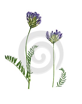 Pressed and dried flowers astragalus, isolated