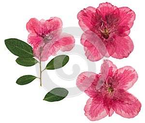 Pressed and dried flowers azalea, isolated on white background. For use in scrapbooking, pressed floristry or herbarium