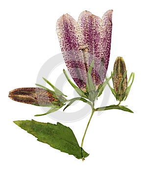 Pressed and dried flowers campanula punctate, isolated on white photo