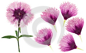 Pressed and dried flowers carnation, isolated on white background. For use in scrapbooking, floristry or herbarium