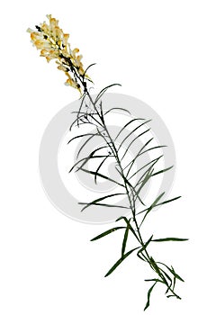 Pressed and dried flowers of common toadflax