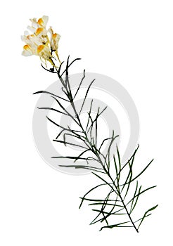 Pressed and dried flowers of common toadflax