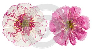 Pressed and dried flowers cosmos, isolated on white background. For use in scrapbooking, floristry or herbarium photo