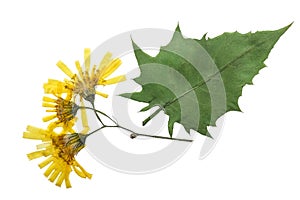 Pressed and dried flowers crepis paludosa isolated on white back