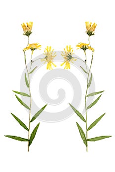 Pressed and dried flowers crepis tectorum isolated on white back