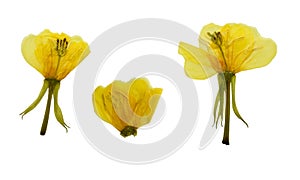 Pressed and dried flowers evening primrose or Oenothera biennis