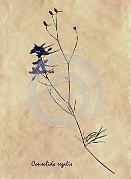 Pressed and dried flowers of Forking Larkspur