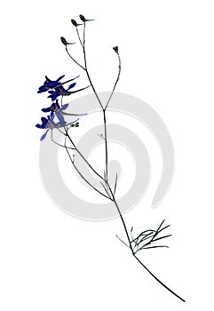 Pressed and dried flowers of Forking Larkspur