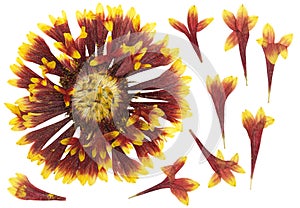 Pressed and dried flowers gaillardia isolated on white background. For use in scrapbooking, floristry or herbarium