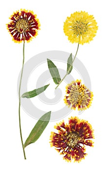Pressed and dried flowers gaillardia isolated on white background. For use in scrapbooking, floristry or herbarium