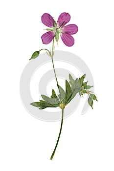 Pressed and dried flowers geranium sylvaticum, isolated