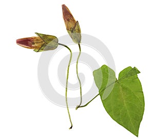 Pressed and dried flowers and leaves calystegia sepium, isolated