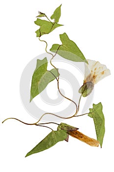 Pressed and dried flowers and leaves calystegia sepium, isolated