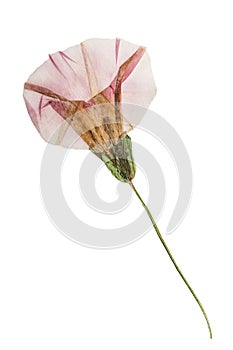 Pressed and dried flowers and leaves calystegia sepium. Isolated