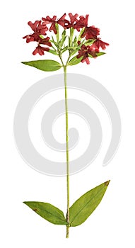 Pressed and dried flowers lychnis chalcedonica Isolated