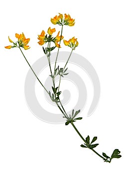 Pressed and dried flowers of medick photo