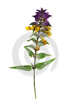 Pressed and dried flowers melampyrum nemorosum. Isolated