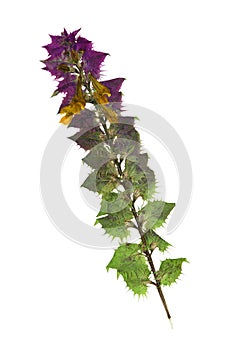 Pressed and dried flowers melampyrum nemorosum. Isolated