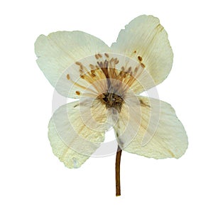 Pressed and dried flowers of Philadelphus