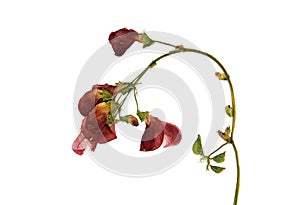 Pressed and dried flowers of scarlet runner bean