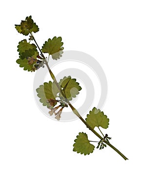 Pressed and dried flowers of spotted dead-nettle