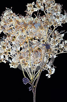 Pressed dried flowers