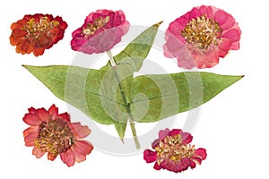 Pressed and dried flowers zinnia. Isolated on white background. For use in scrapbooking, floristry or herbarium