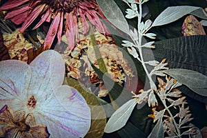 Pressed and dried gerber spring summer autumn flowers on a white background