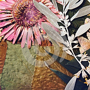Pressed and dried gerber spring summer autumn flowers on a white background