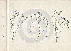 Pressed and dried herbs. Scanned image. Vintage herbarium background on old paper. Composition of the grass with blue flowers on a