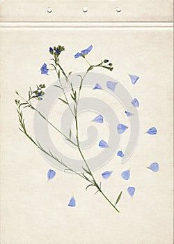 Pressed and dried herbs. Scanned image. Vintage herbarium background on old paper. Composition of the grass with blue flowers on a