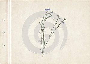 Pressed and dried herbs. Scanned image. Vintage herbarium background on old paper. Composition of the grass with blue flowers on a