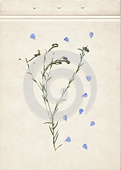 Pressed and dried herbs. Scanned image. Vintage herbarium background on old paper. Composition of the grass with blue flowers on o