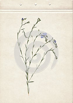 Pressed and dried herbs. Scanned image. Vintage herbarium background on old paper. Composition of the grass with blue flowers on o