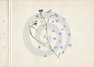 Pressed and dried herbs. Scanned image. Vintage herbarium background on old paper. Composition of the grass with blue flowers on o