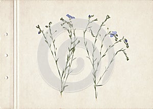 Pressed and dried herbs. Scanned image. Vintage herbarium background on old paper. Composition of the grass with blue flowers on o