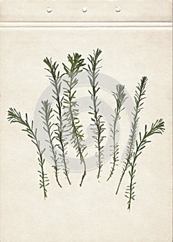 Pressed and dried herbs. Scanned image. Vintage herbarium background on old paper.  Composition of the grass on old paper.