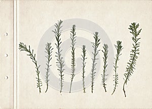 Pressed and dried herbs. Scanned image. Vintage herbarium background on old paper. Composition of the grass on old paper.