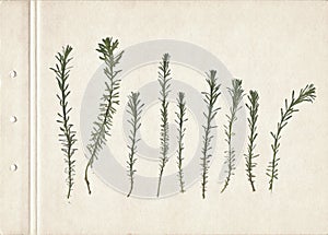 Pressed and dried herbs. Scanned image. Vintage herbarium background on old paper. Composition of the grass on a old paper.