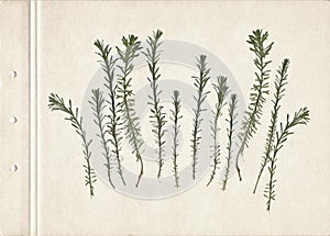 Pressed and dried herbs. Scanned image. Vintage herbarium background on old paper. Composition of the grass on old paper.