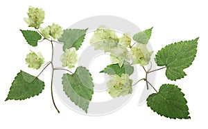 Pressed and dried hop humulus lupulus female flowers with green leaves. Isolated on white background. For use in scrapbooking,