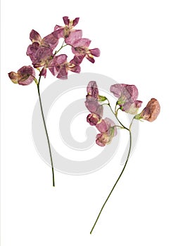 Pressed and dried lathyrus vernus. Isolated photo