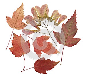 Pressed and dried leaf maple tree, isolated on white. For use in scrapbooking, floristry or herbarium