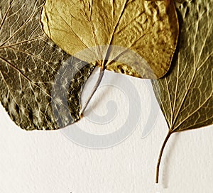 Pressed and dried leaves summer autumn flowers herbs background