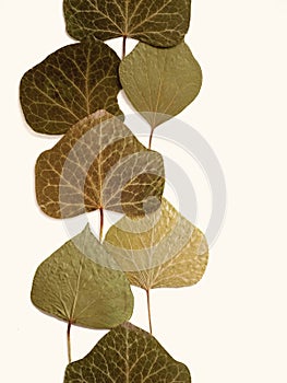 Pressed and dried leaves summer autumn flowers herbs patern