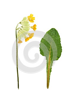 Pressed and dried maroon primrose flowers - primula polyanthus.